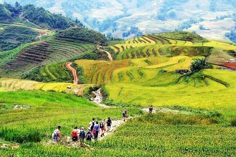 Nhóm khách đi bộ trên con đường đất xuyên qua ruộng bậc thang xanh vàng ở Pù Luông.