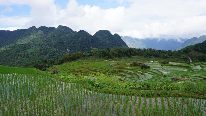 Những ruộng bậc thang ngập nước trải rộng dưới chân núi đá vôi ở Pù Luông.